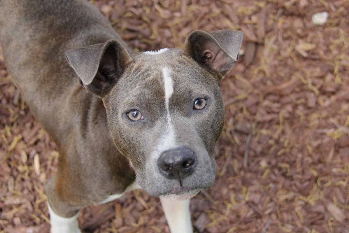 Archibald (Archie) #A25-10054: Male Dog