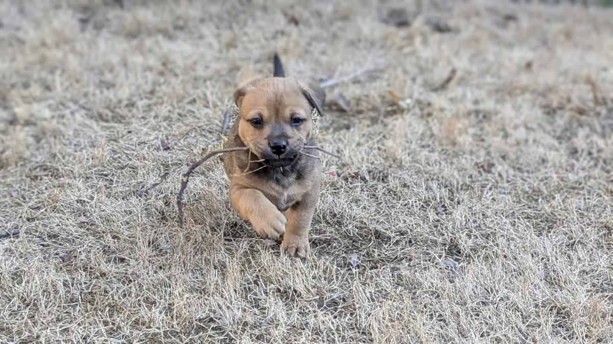 Tripp #A25-10041: Male Dog