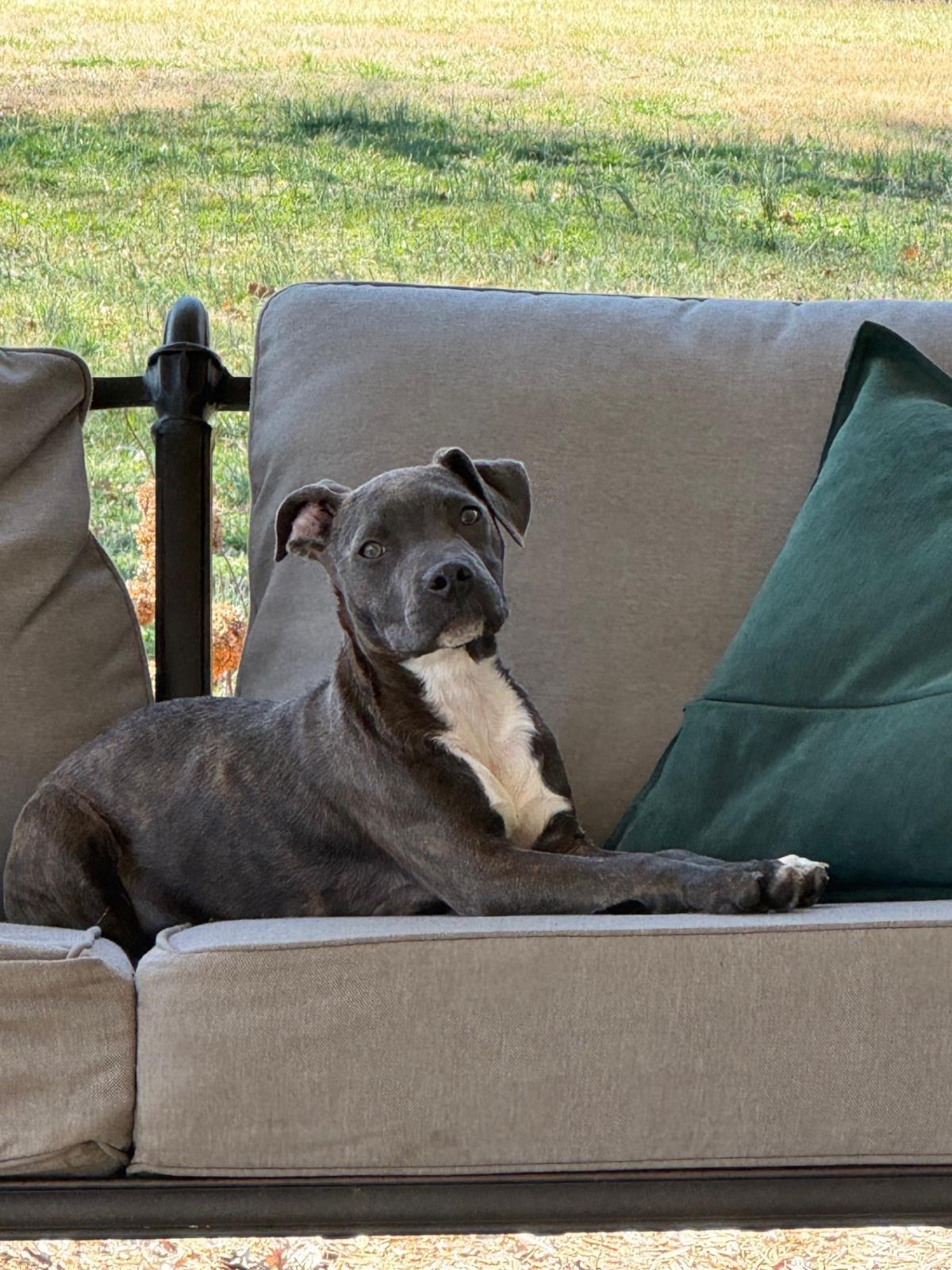 Ava #A1259386: Female Dog