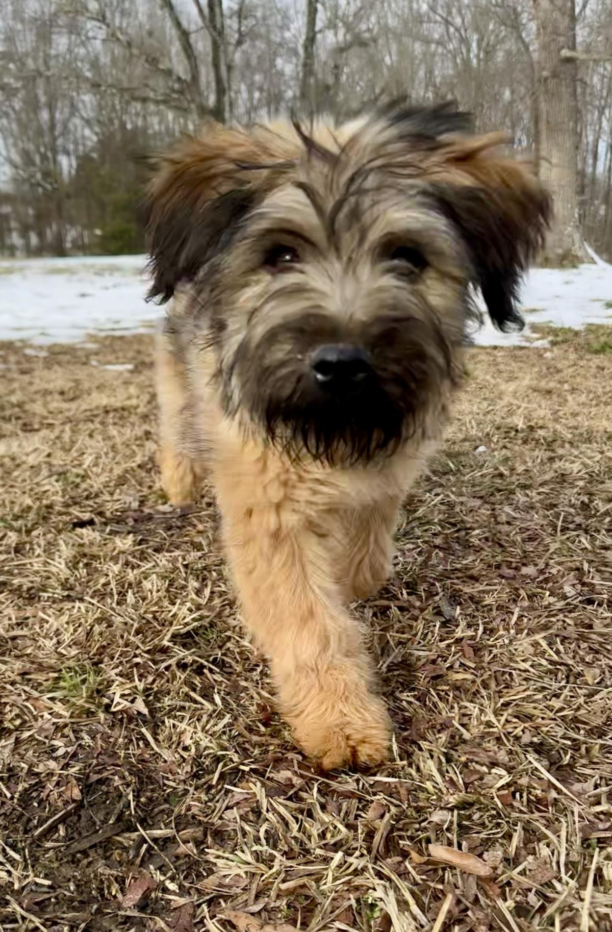 Bambi ##A1258817: Female Dog