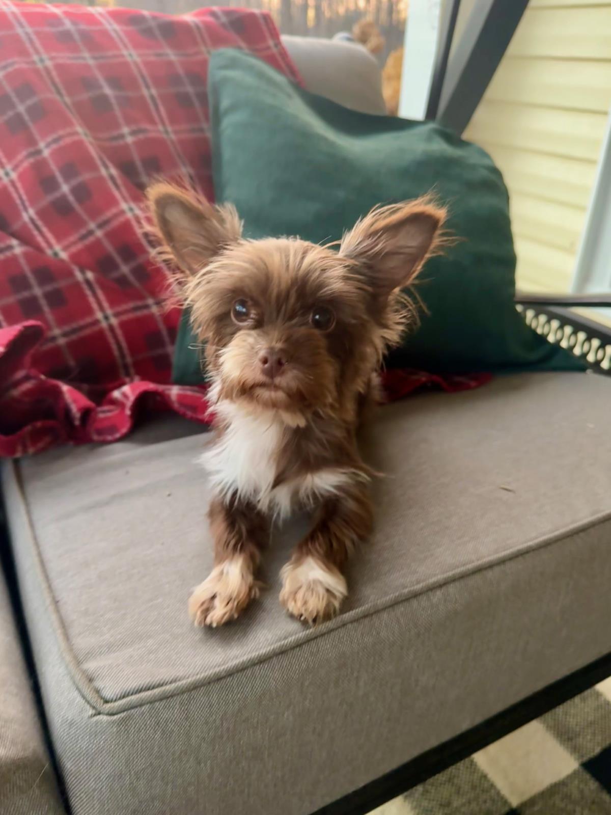 Buffy #A25-10118: Female Dog