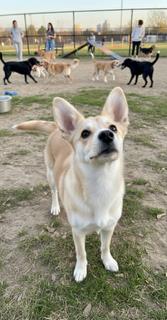 Caroline #A25-10106: Female Dog