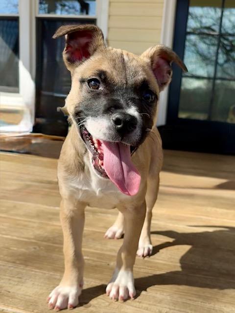 Charlotte (Charlie) #A1259347: Female Dog