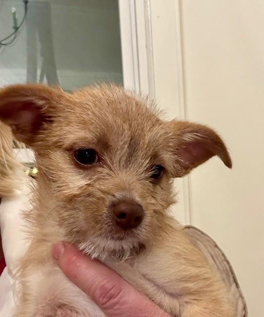 Cindy Lou Who #A1256079: Female Dog