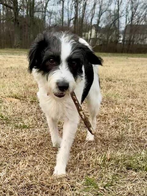 Cricket #A26-10136: Female Dog