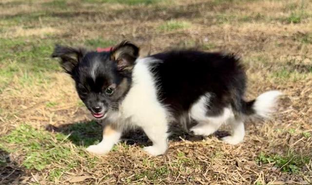 Dancer #A26-10132: Female Dog