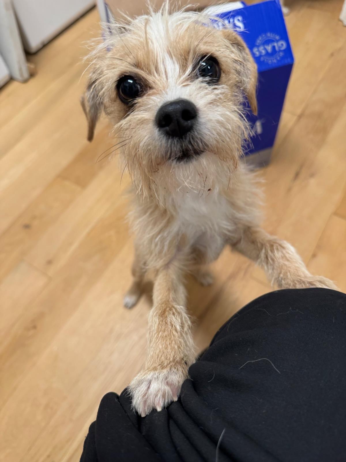 Diana ##A1258612: Female Dog