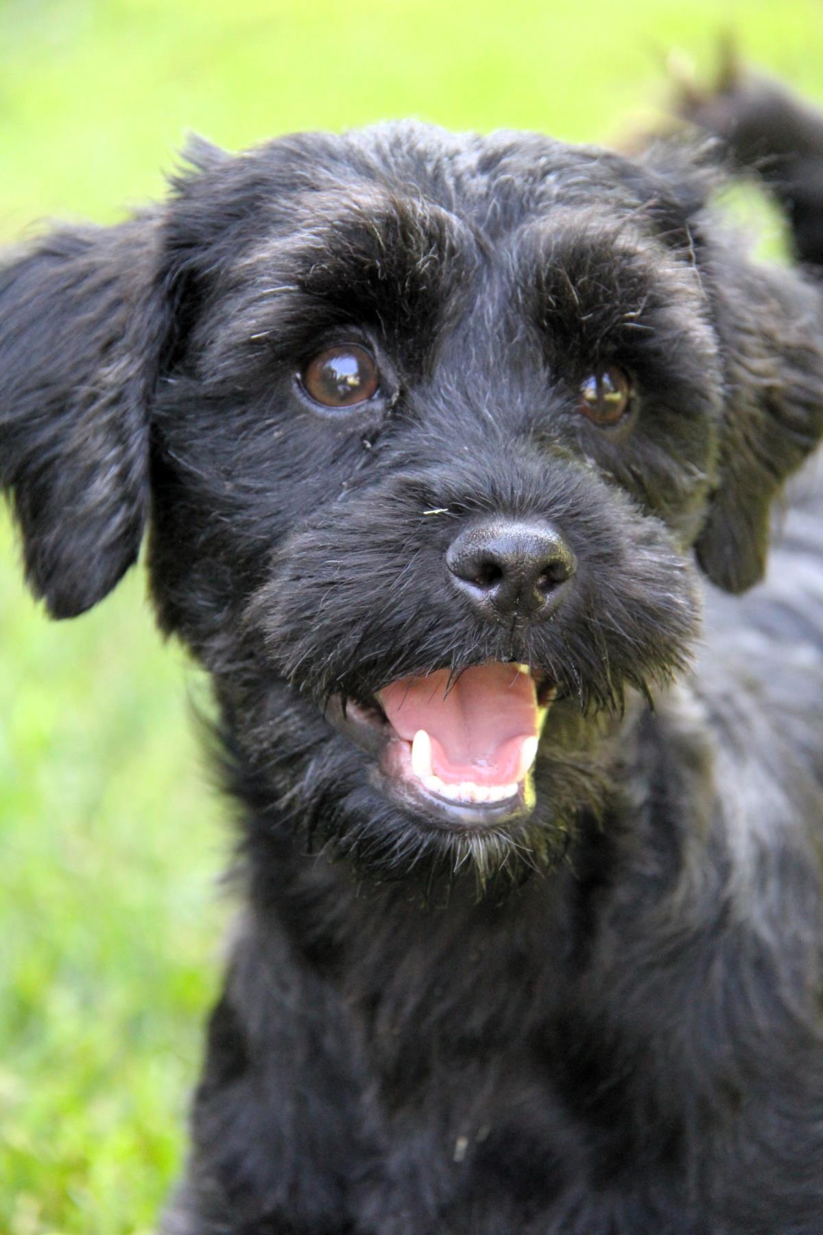 Gideon #A25-10077: Male Dog