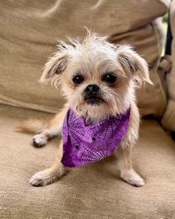 Ginger #A1251591: Female Dog