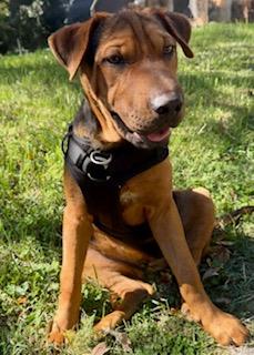 Hamlet #A1253257: Male Dog
