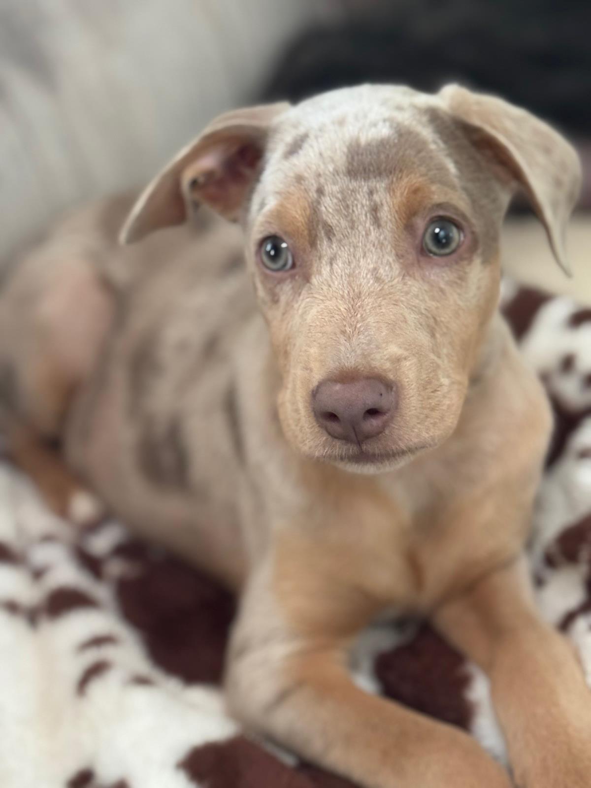 Johnny Cash #A25-10103: Male Dog