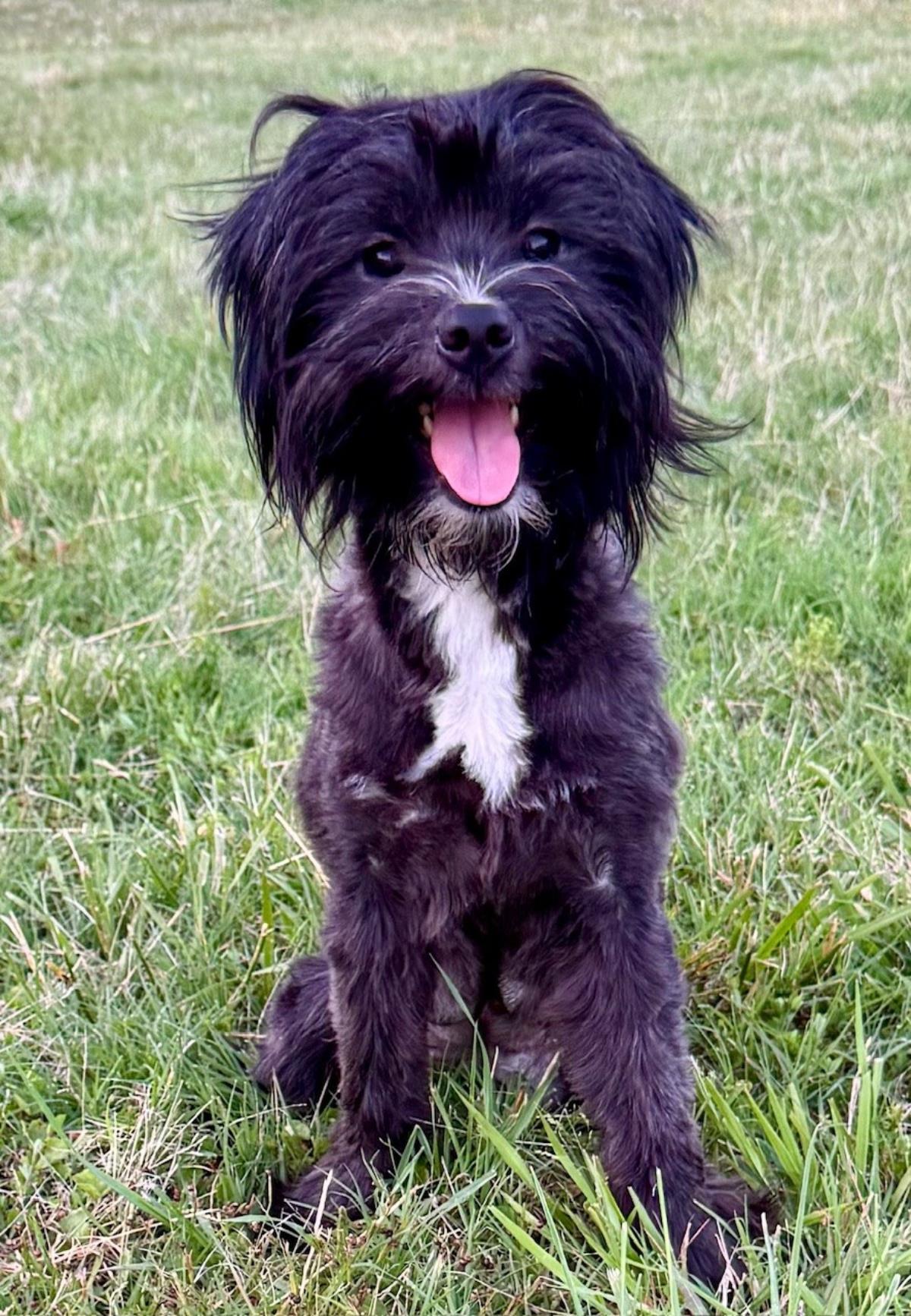 Laurel #A25-10089: Female Dog