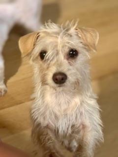 Marlowe #A25-10078: Female Dog