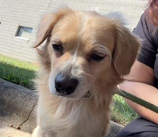 Memphis #A1253059: Male Dog