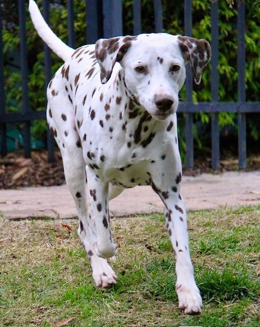 Naomi #A1253883: Female Dog