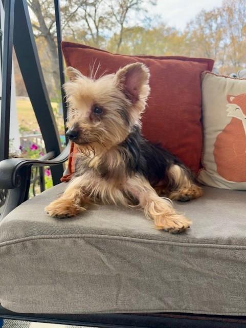 Nicholas #A1255769: Male Dog