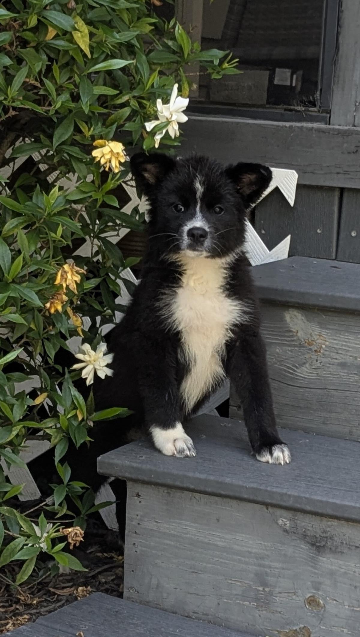 Daisy #A25-10085: Female Dog
