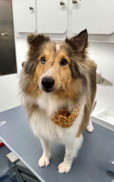 Paisley #A25-10112: Female Dog