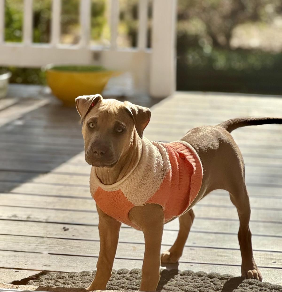 Penny #A1256741: Female Dog