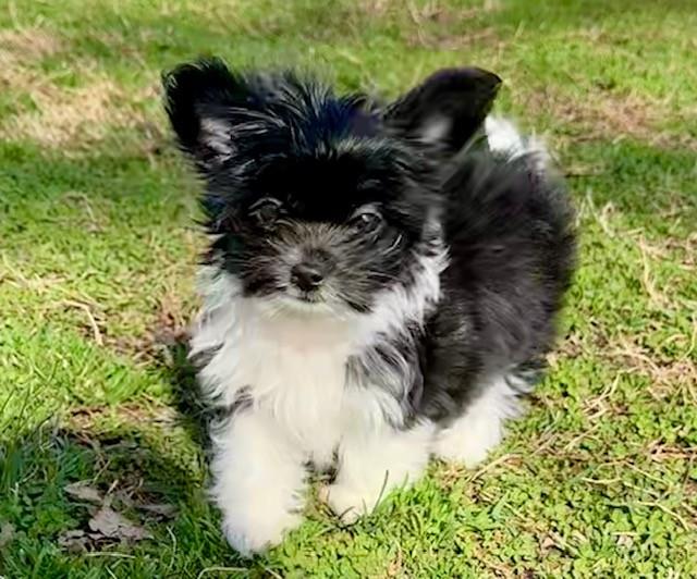 Prancer #A26-10131: Male Dog