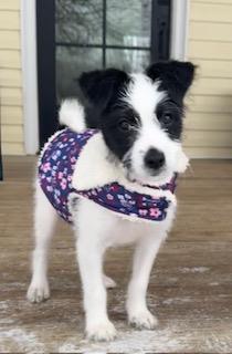 Princess Kate ##A1258703: Female Dog