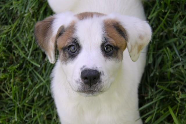 Roxy #A25-10075: Female Dog