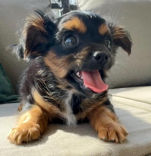 Rudolph #A26-10130: Male Dog