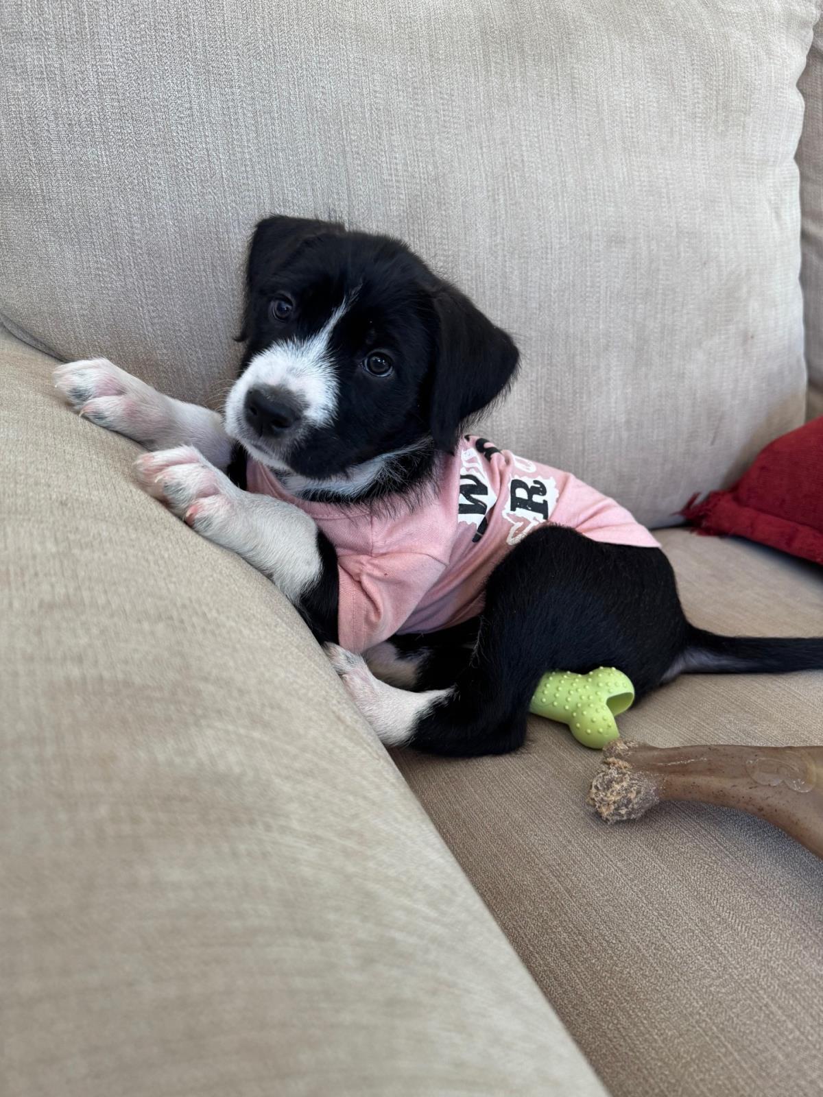 Sansa #A1259337: Female Dog