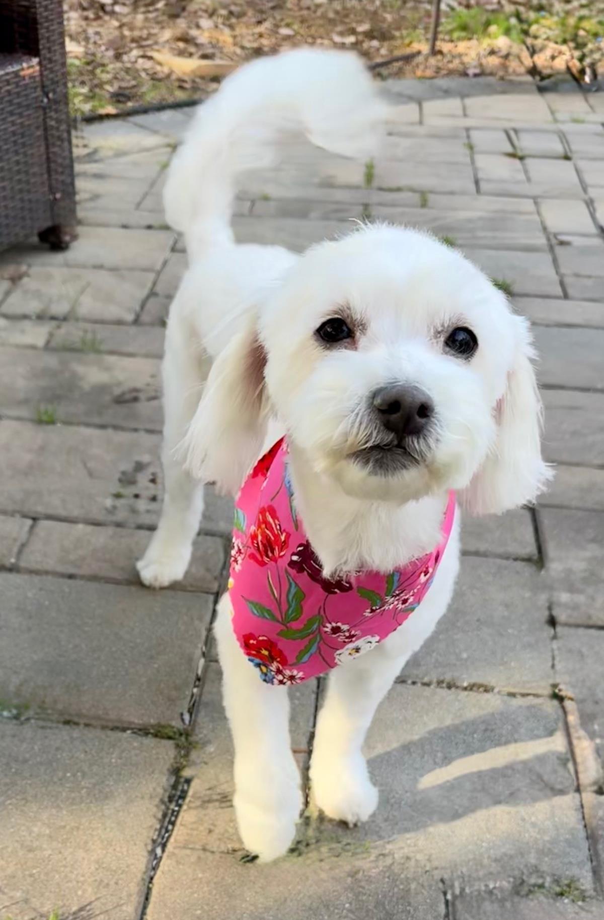 Storm #A1254951: Female Dog