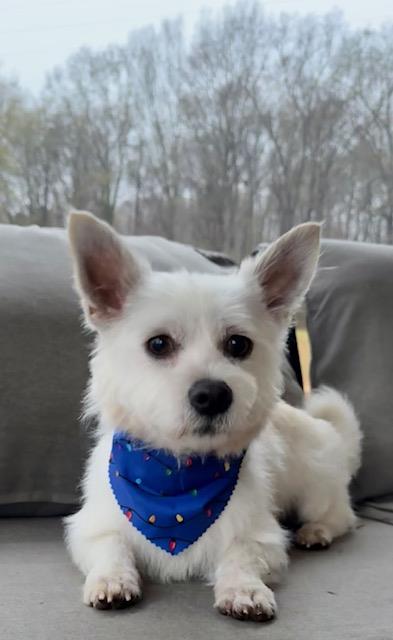 Tucker #A1254900: Male Dog