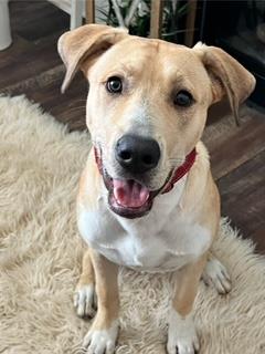 Cruz #A25-10076: Male Dog