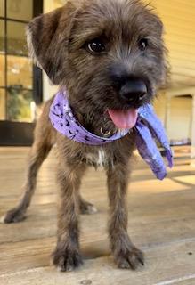 Murphy #A1253370: Female Dog