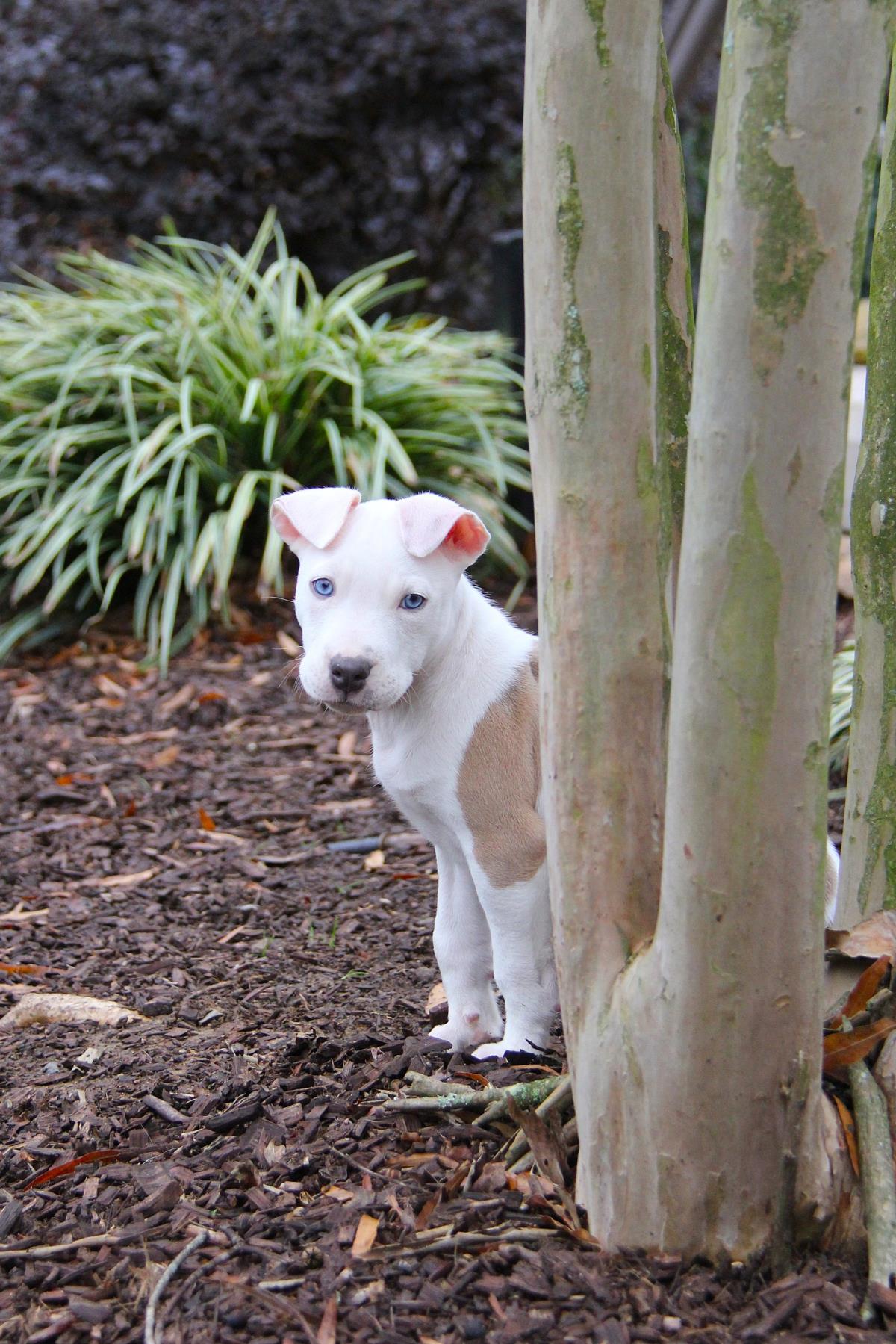 Rumi #A1255540: Female Dog