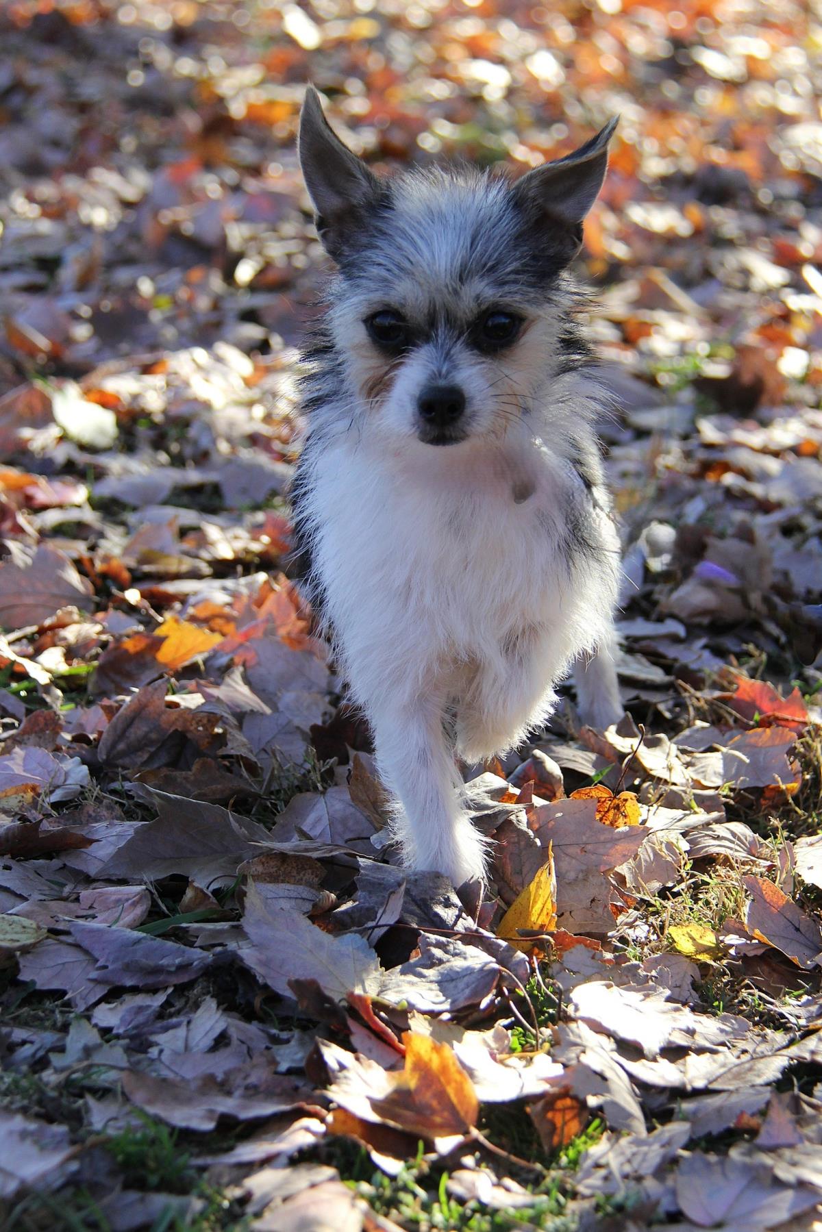 Star #A1255367: Female Dog