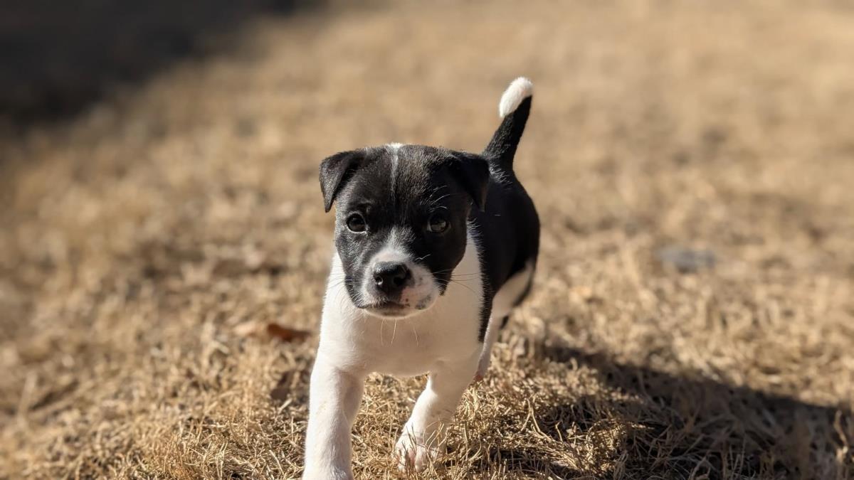 Penny