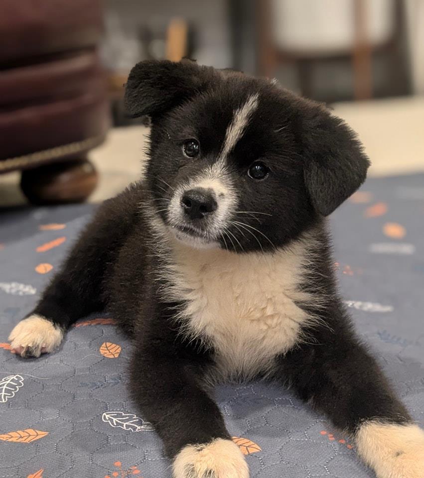 Oakley