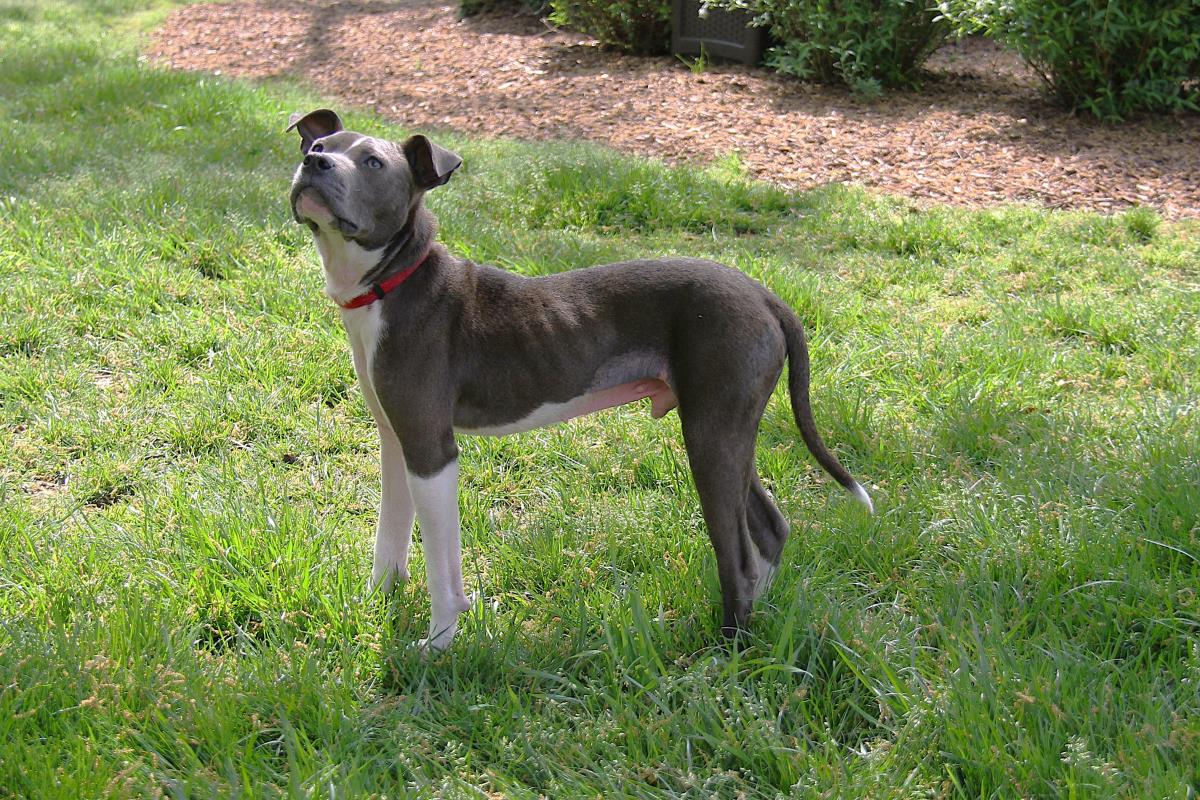 Archibald (Archie)
